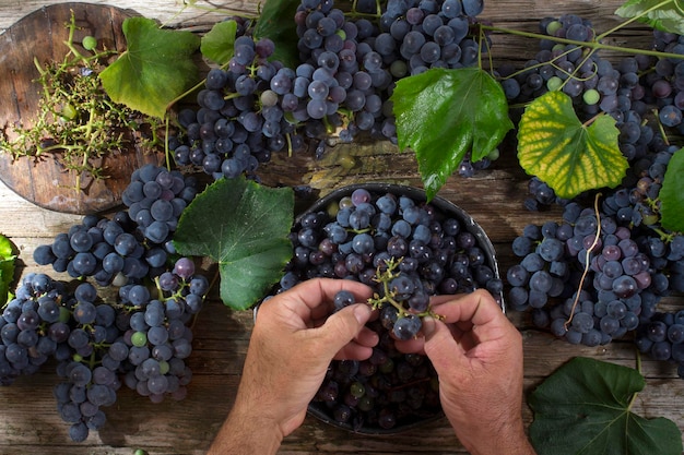 Mãos cortadas de um homem a limpar uvas na mesa.