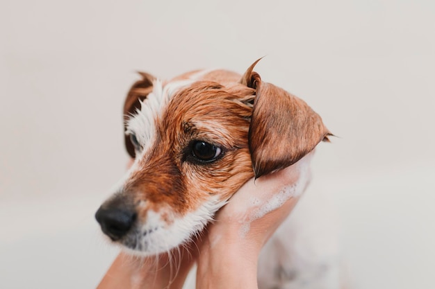 Mãos cortadas de uma pessoa a dar banho a um cão