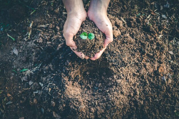 Foto mãos cortadas plantando mudas no campo