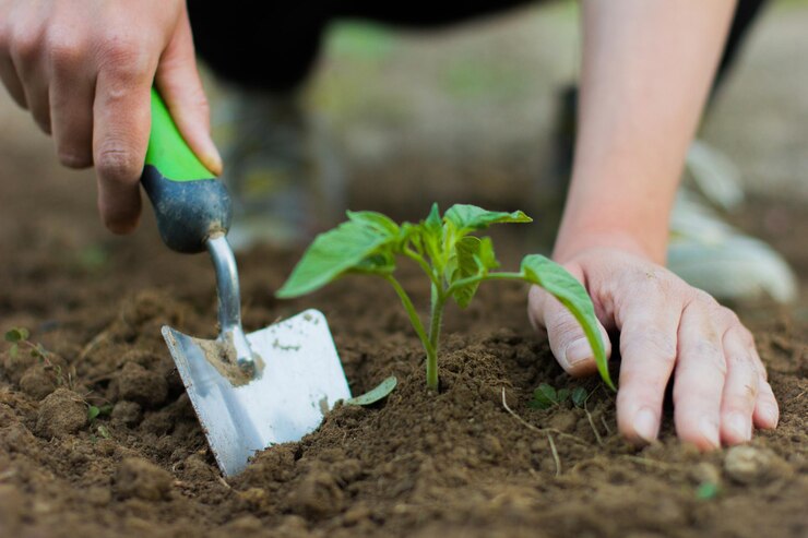Foto mãos cortadas plantando no campo