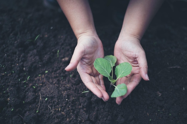 Mãos cortadas sobre a planta