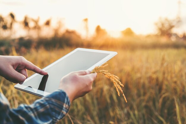 Mãos cortadas usando tablet digital acima da fazenda de arroz