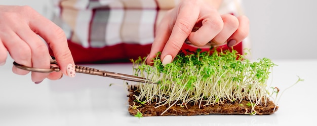 Mãos cortam microgreens de linho de cultivo orgânico com uma tesoura na cozinha