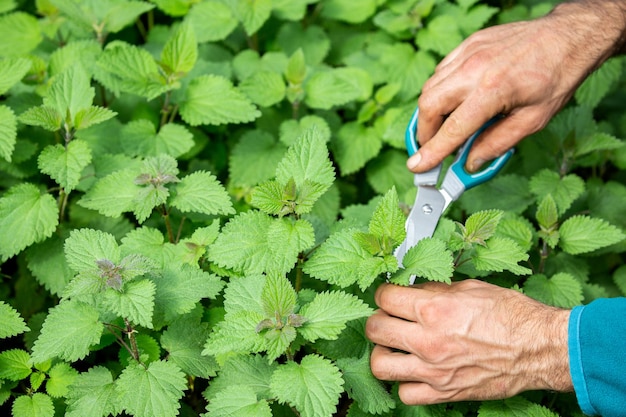 mãos cortando uma planta de urtiga