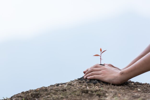 mãos crianças plantando uma árvore no solo traseiro como cuidado e economize conceito de wold.