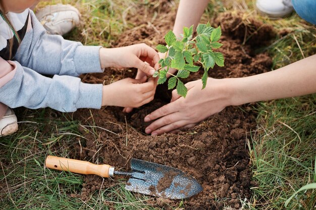 Mãos cuidadosas de uma mulher e uma criança plantando uma planta jovem de framboesa no chão fêmea segurando mudas de framboesa para plantar no chão trabalho familiar de primavera ao ar livre