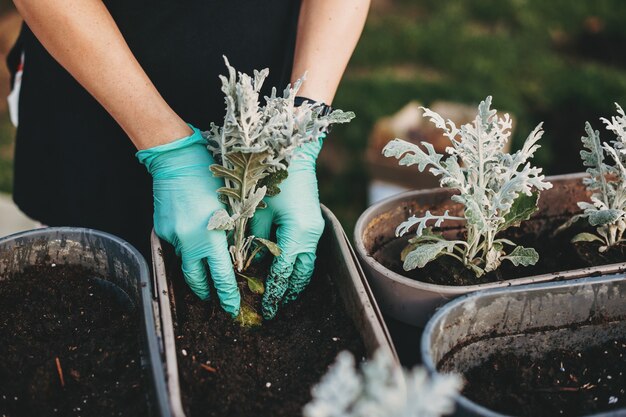 Mãos da mulher plantando em um vaso de flores de terracota na mesa no conceito de jardim e jardinagem