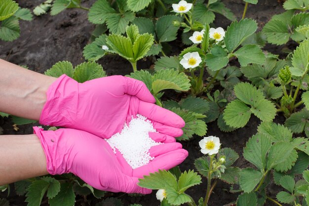 Mãos de agricultor vestidas com luvas de borracha dando fertilizante químico para plantas jovens de morango Vista superior