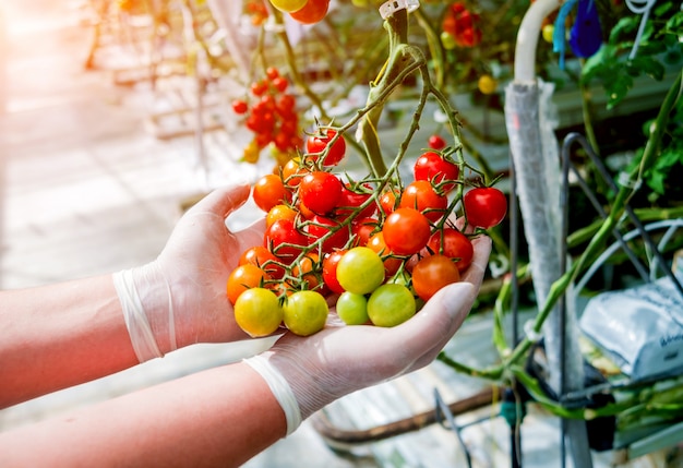 Mãos de agricultores com tomates recém-colhidos. Mãos de mulher com tomates. Estufa.