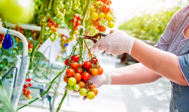 Mãos de agricultores com tomates recém-colhidos. Mãos de mulher com tomates.