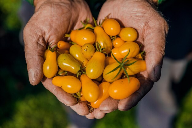 Mãos de agricultores com tomates recém-colhidosColheita de tomate