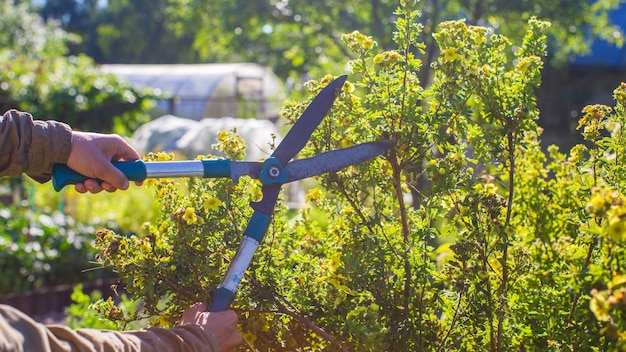 Mãos de agricultores que fazem poda de arbustos com grandes tesouras de jardim Ferramentas de jardinagem Conceito agrícola Temporada de agricultura