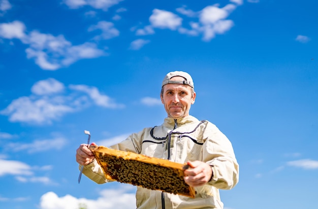 Mãos de apicultor mostrando uma moldura de madeira com insetos Homem cultivando mel de abelha