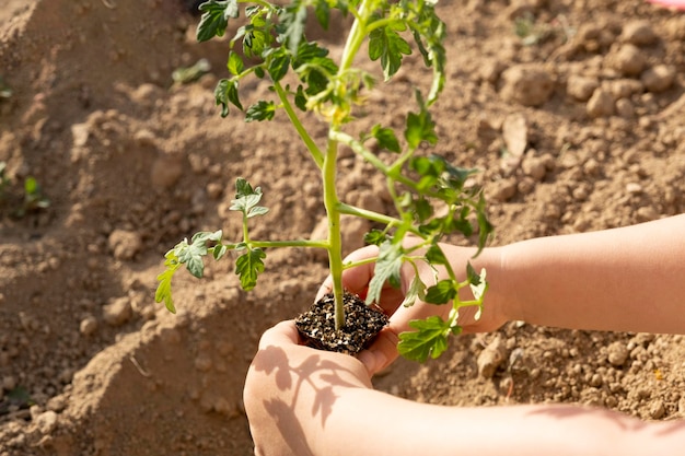 mãos de criança plantando mudas de tomate Jardinagem e plantio na primavera Conceito de atividade familiar