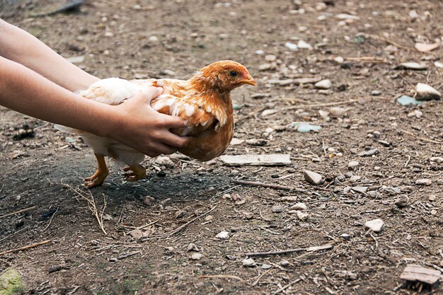 Mãos de crianças, deixando o frango livre.