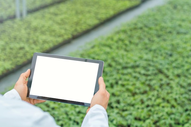 Mãos de engenheiro de biotecnologia com tablet. Fundo de estufa.