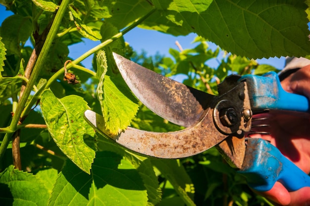 Mãos de fazendeiros que fazem poda de arbustos com tesouras de podar Ferramentas de jardinagem Conceito agrícola Temporada de cultivo e cuidados com as plantas