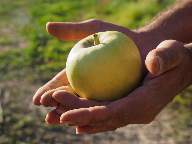Mãos de homem agricultor escolhendo maçã verde com a mão