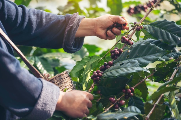 Mãos de homem colhe grãos de café maduros Bagas vermelhas plantam sementes frescas crescimento da árvore de café em verde eco fazenda orgânica Feche as mãos colhendo sementes de café vermelho maduro robusta arábica colheita fazenda de café