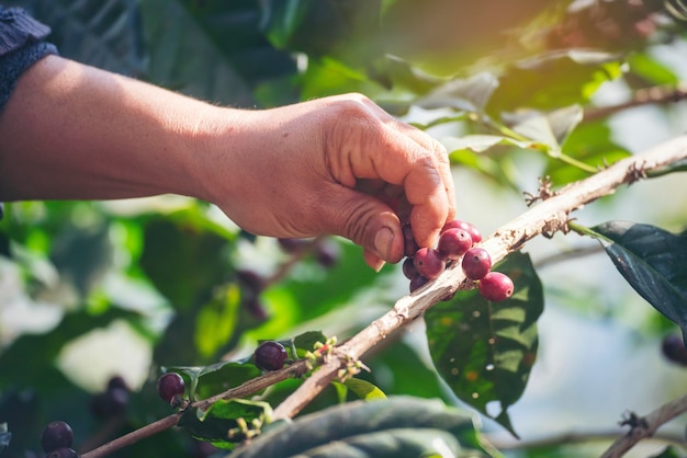 Mãos de homem colhem grãos de café maduros Bagas vermelhas plantam sementes frescas crescimento da árvore de café em verde eco fazenda orgânica Feche as mãos colhendo sementes de café vermelho maduro robusta arábica colhendo fazenda de café