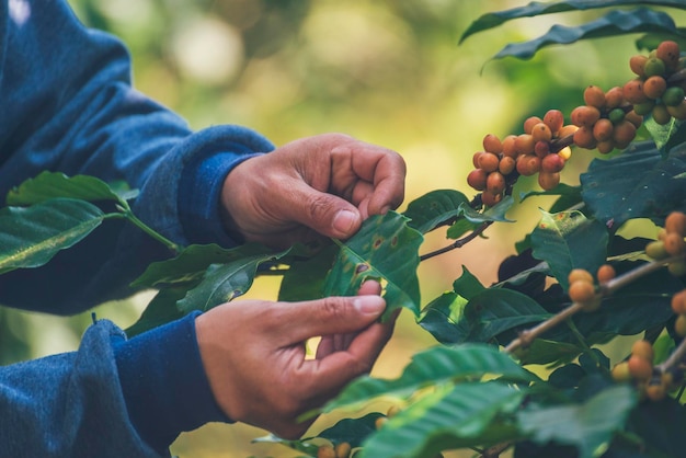 Foto mãos de homem colhem grãos de café maduros bagas vermelhas plantam sementes frescas crescimento de árvores de café fazenda de café