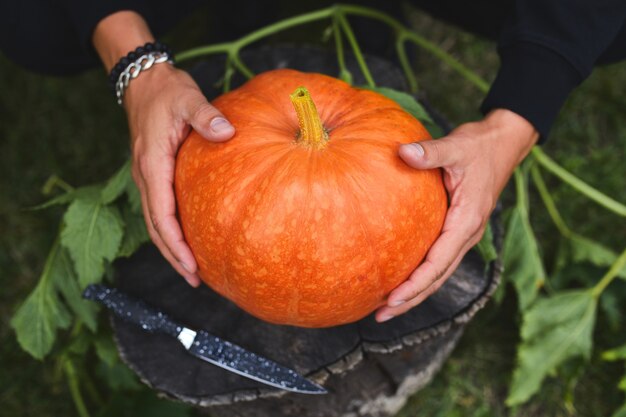 Mãos de homem segura abóbora antes de esculpir para o halloween, prepara jack o'lantern. decoração para festa, vista de cima, close-up, vista de cima, espaço de cópia