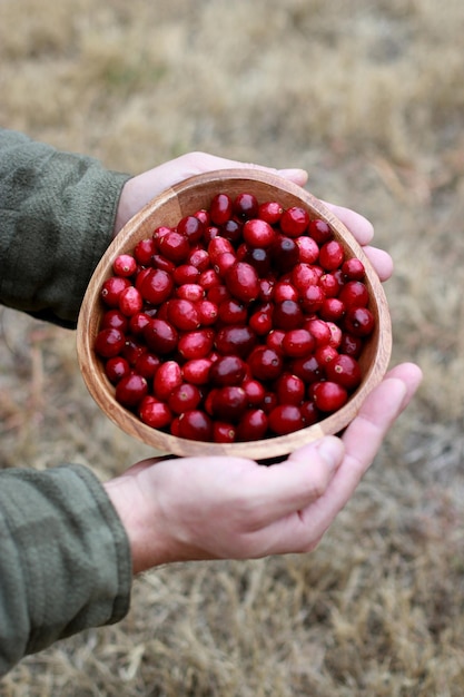 mãos de homem segurando cranberries frescas, fundo desfocado ao ar livre