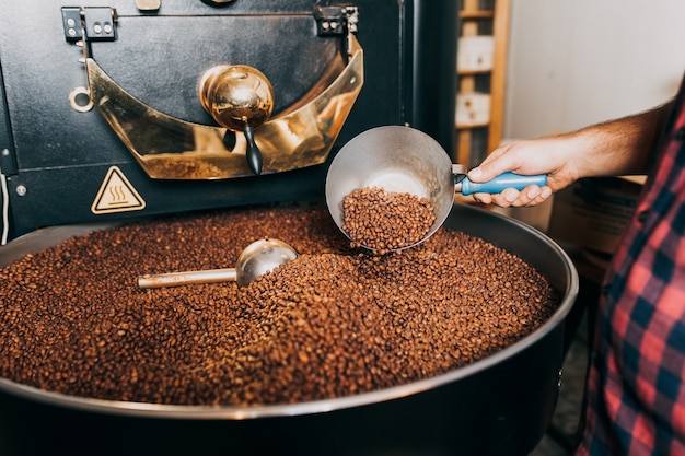 Mãos de homem segurando grãos de café aromáticos recém-torrados sobre uma moderna máquina de torrefação de café.