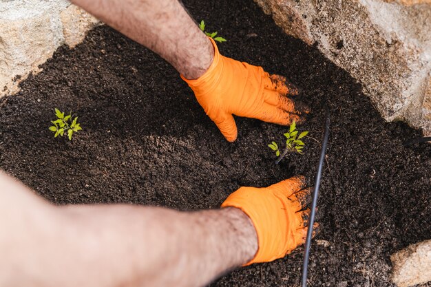 Mãos de homens jardineiro plantar mudas de tomate quintal no jardim