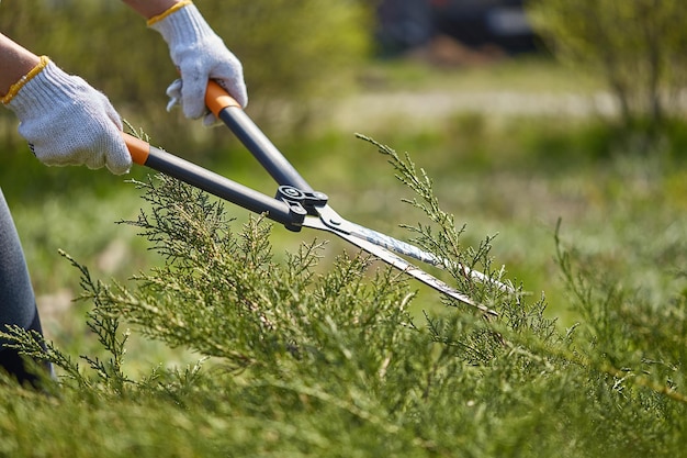 Mãos de jardineiro em luvas brancas estão aparando o arbusto verde coberto de vegetação usando tesouras de sebes no quintal ensolarado. Trabalhador paisagismo jardim. Fechar-se