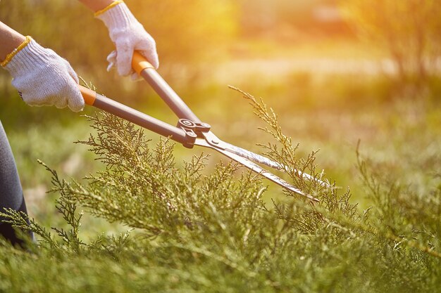 Mãos de jardineiro em luvas brancas estão aparando o arbusto verde com tesouras de jardim.
