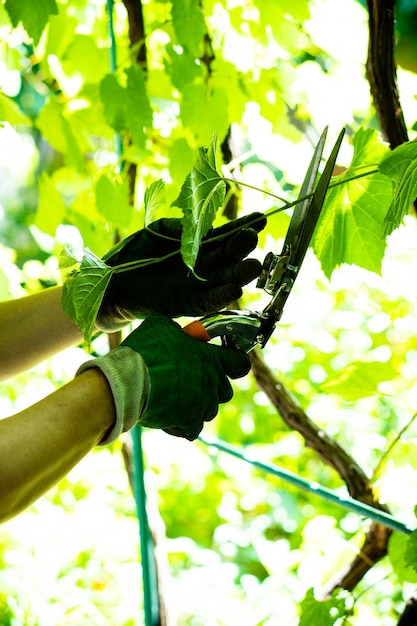 Mãos de jardineiro em luvas de poda de uvas