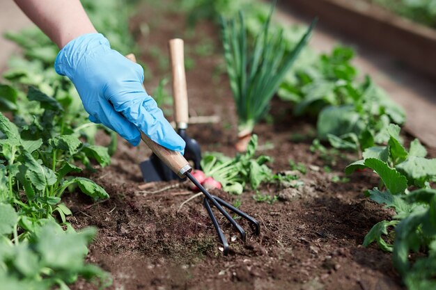 Mãos de jardineiro plantando e colhendo vegetais do jardim do quintal. Trabalho da temporada.