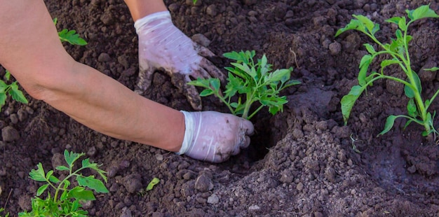 Mãos de jardineiro plantando mudas de tomate no chão