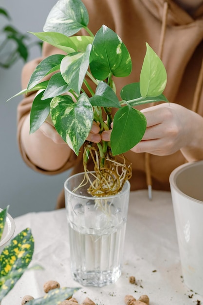 Mãos de jardineiro segurando um vaso de flores de plástico pronto para plantar mudas de epipremnum