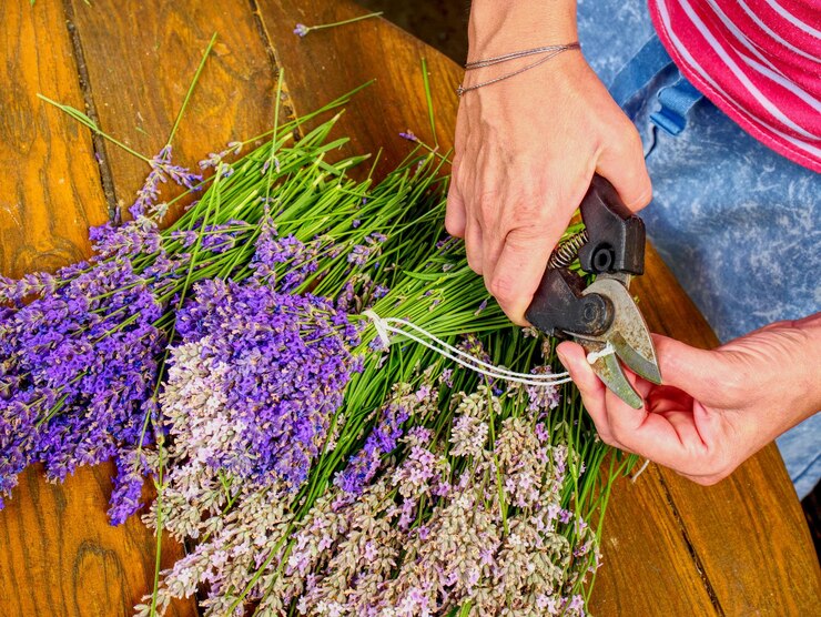 Foto mãos de menina com tesouras e corda preparando bouquets de flores de lavanda em mesa de madeira