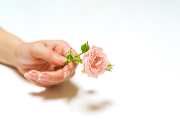 Mãos de moda feminina com cosméticos naturais rosas cor de rosa lindas flores folhas e espinhos cuidados com as mãos...