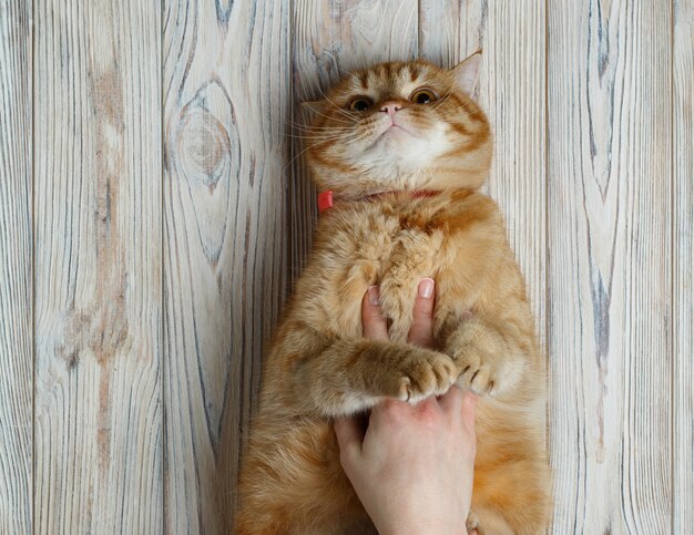 Mãos de mulher acariciando gato vermelho engraçado. proprietário mãos dando tapinhas fofo gato marrom com espaço para texto