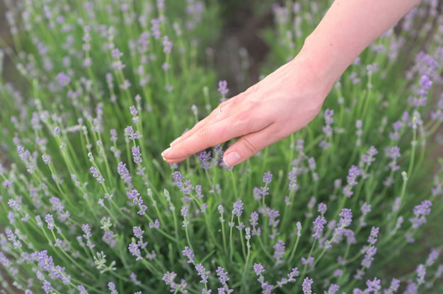 Mãos de mulher brincando com flores de lavanda