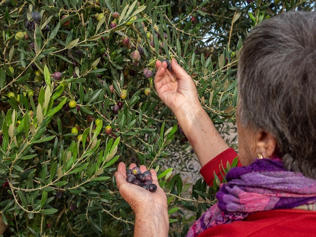 Mãos de mulher colhendo uvas