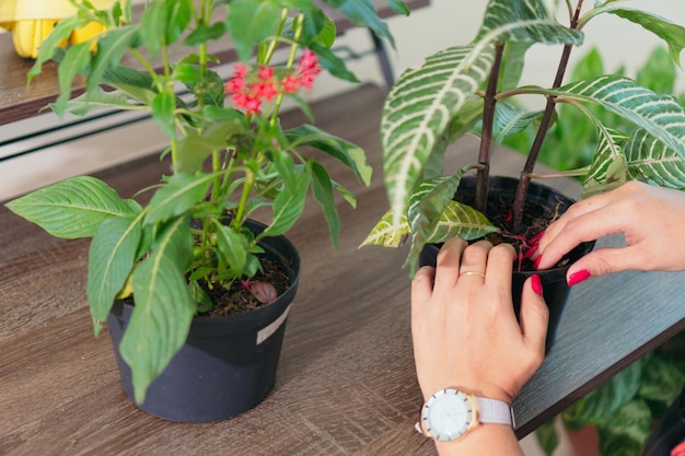 Mãos de mulher consertando plantas dentro de casa