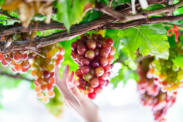 Mãos de mulher cortando uvas vermelhas de videiras durante a colheita do vinho