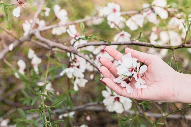 Mãos de mulher jovem e bonita segurando flores de amêndoa na árvore com fundo verde de folhas e galhos na primavera