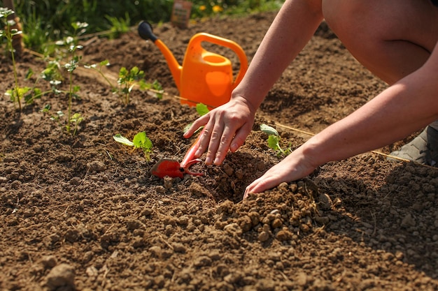 Mãos de mulher jovem plantando mudas em buraco pequeno com enxada de grub pequena e lata de aspersão de laranja no fundo.