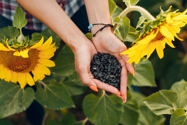 Foto mãos de mulher segurando sementes de girassol em um campo