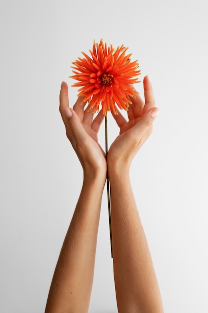 Foto mãos de mulher segurando uma flor