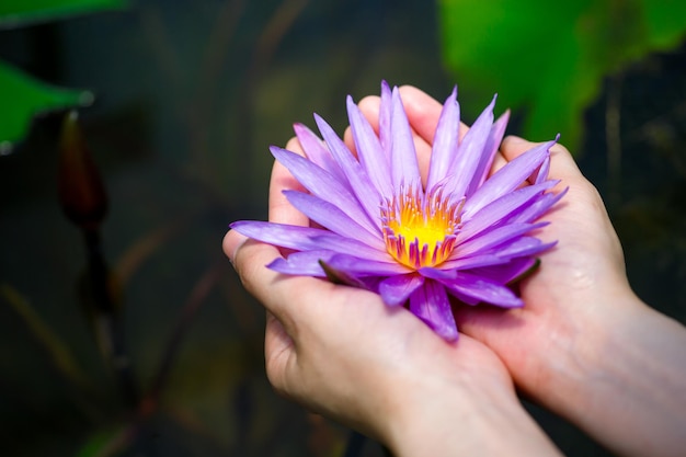 Mãos de mulher segurando uma linda flor de lótus