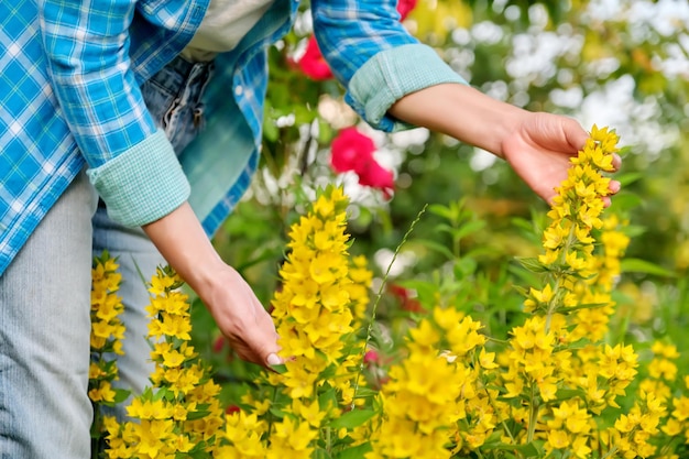 Mãos de mulher tocando arbustos de flores amarelas pontilhadas de losangos Lysimachia punctata