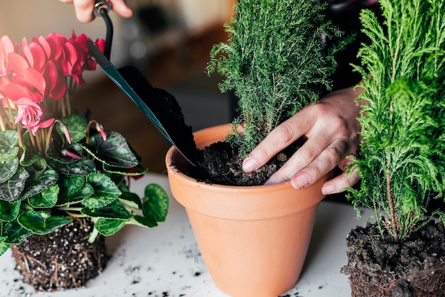 Mãos de mulher transplantando a planta para um novo vaso.