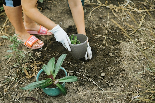 Mãos de mulher transplantando planta um em um novo pote